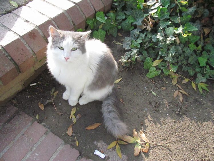 Turkish cat